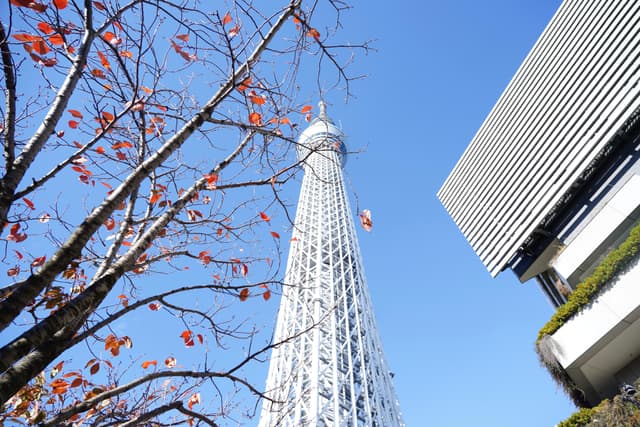 08 12月 24