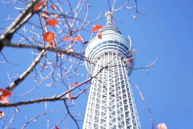 08 12月 24